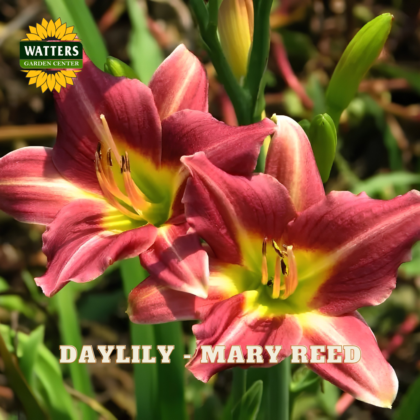 Two pink daylilies with green leaves and Watters Garden Center logo.