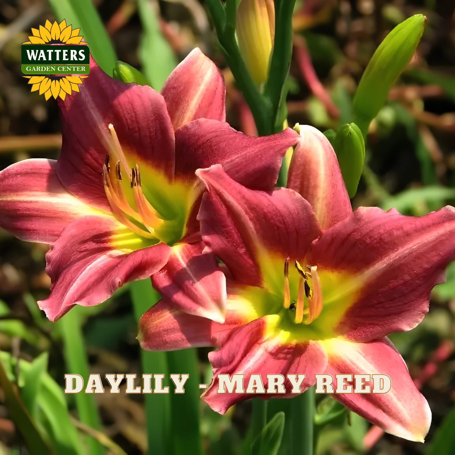 Two pink daylilies with green leaves and Watters Garden Center logo.