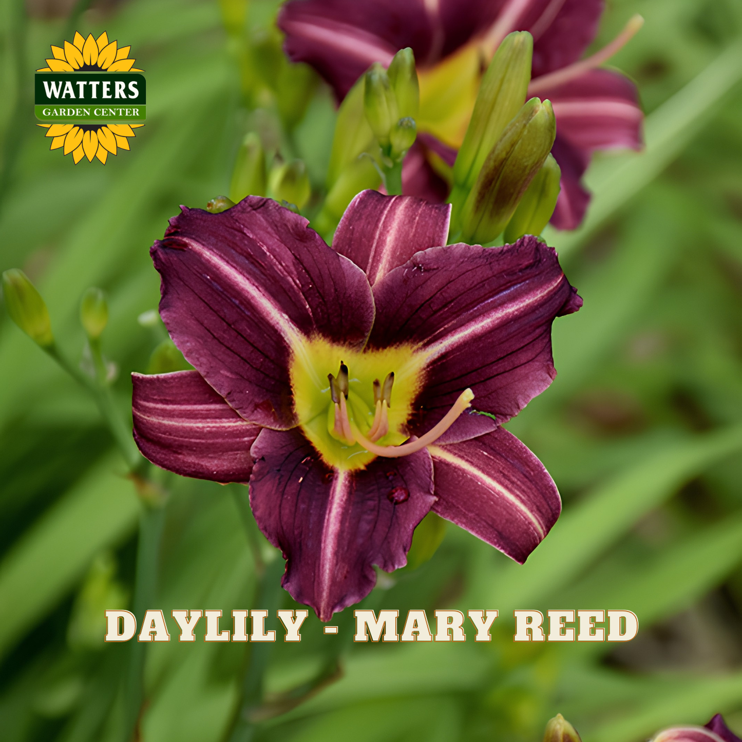 Purple daylily flower with green buds on a blurred green background, featuring Watters Garden Center logo.