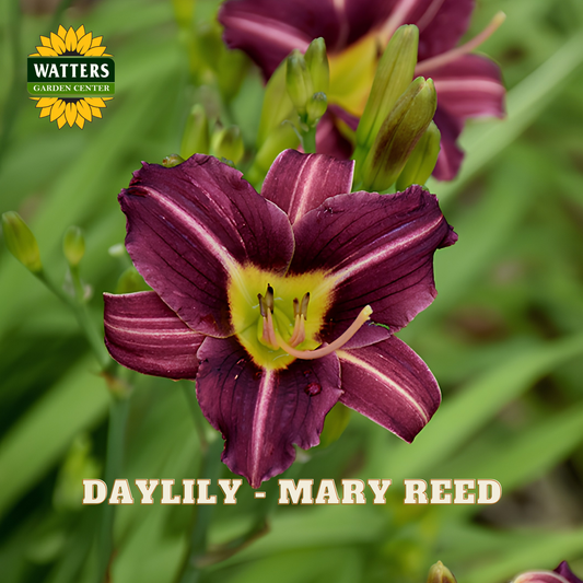 Purple daylily flower with green buds on a blurred green background, featuring Watters Garden Center logo.