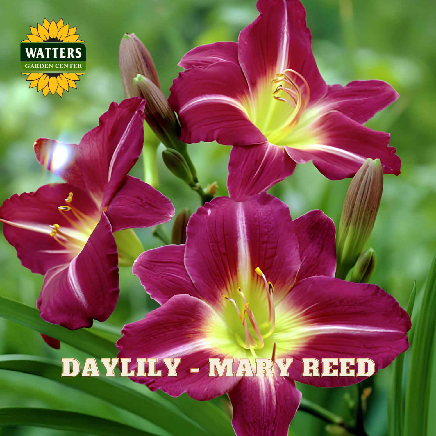 Three pink daylilies with green foliage, featuring Watters Garden Center logo.
