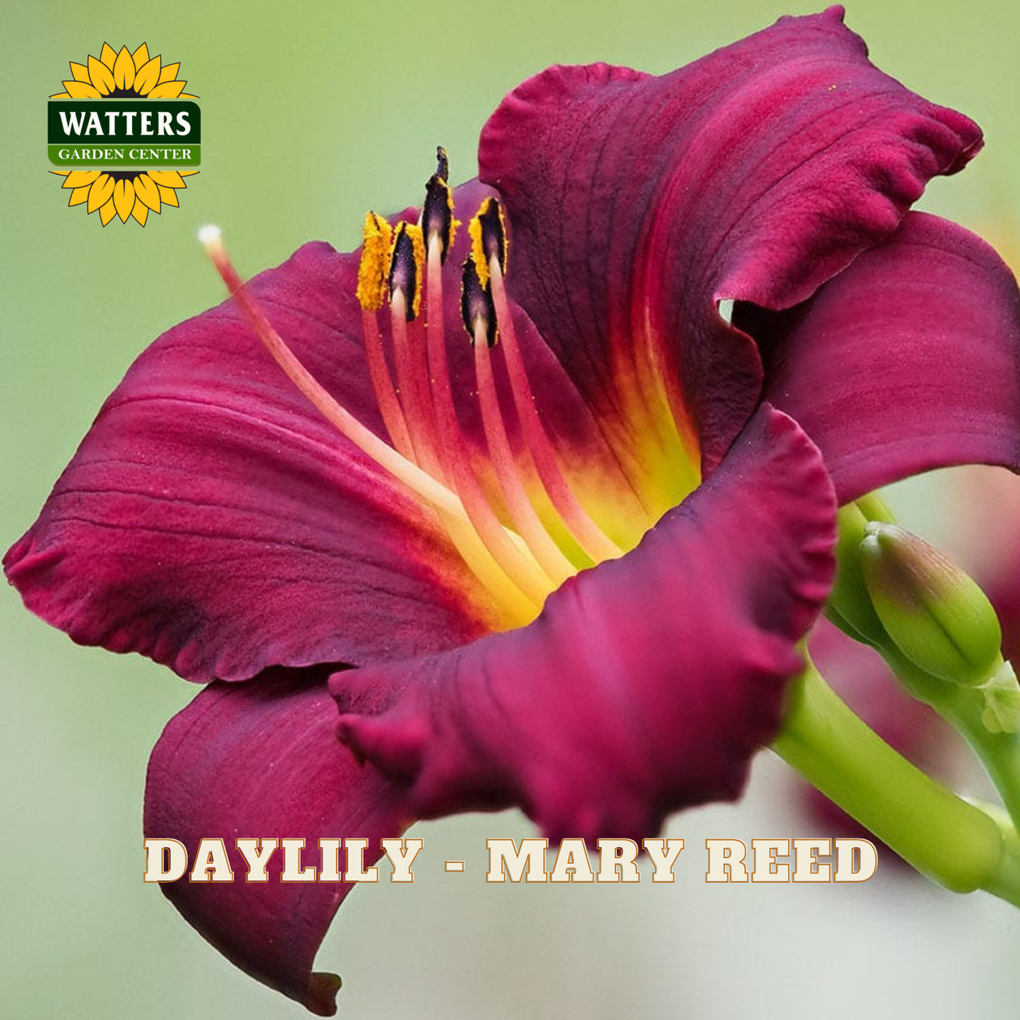 Close-up of a vibrant purple daylily with yellow center, branded 'Watters Garden Center'.