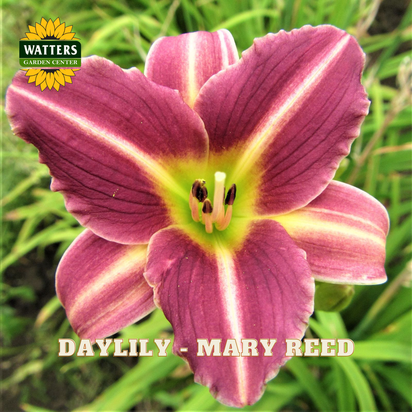 Purple and green daylily flower with 'Watters Garden Center' logo.