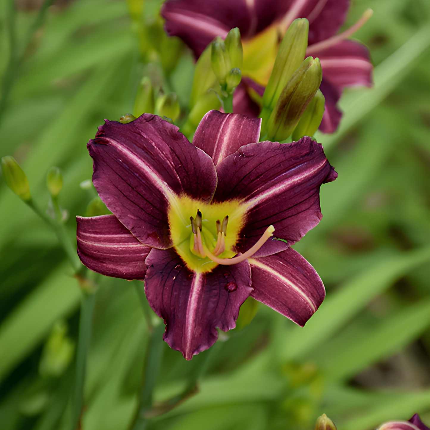Close-up of a purple flower with green leaves in the background