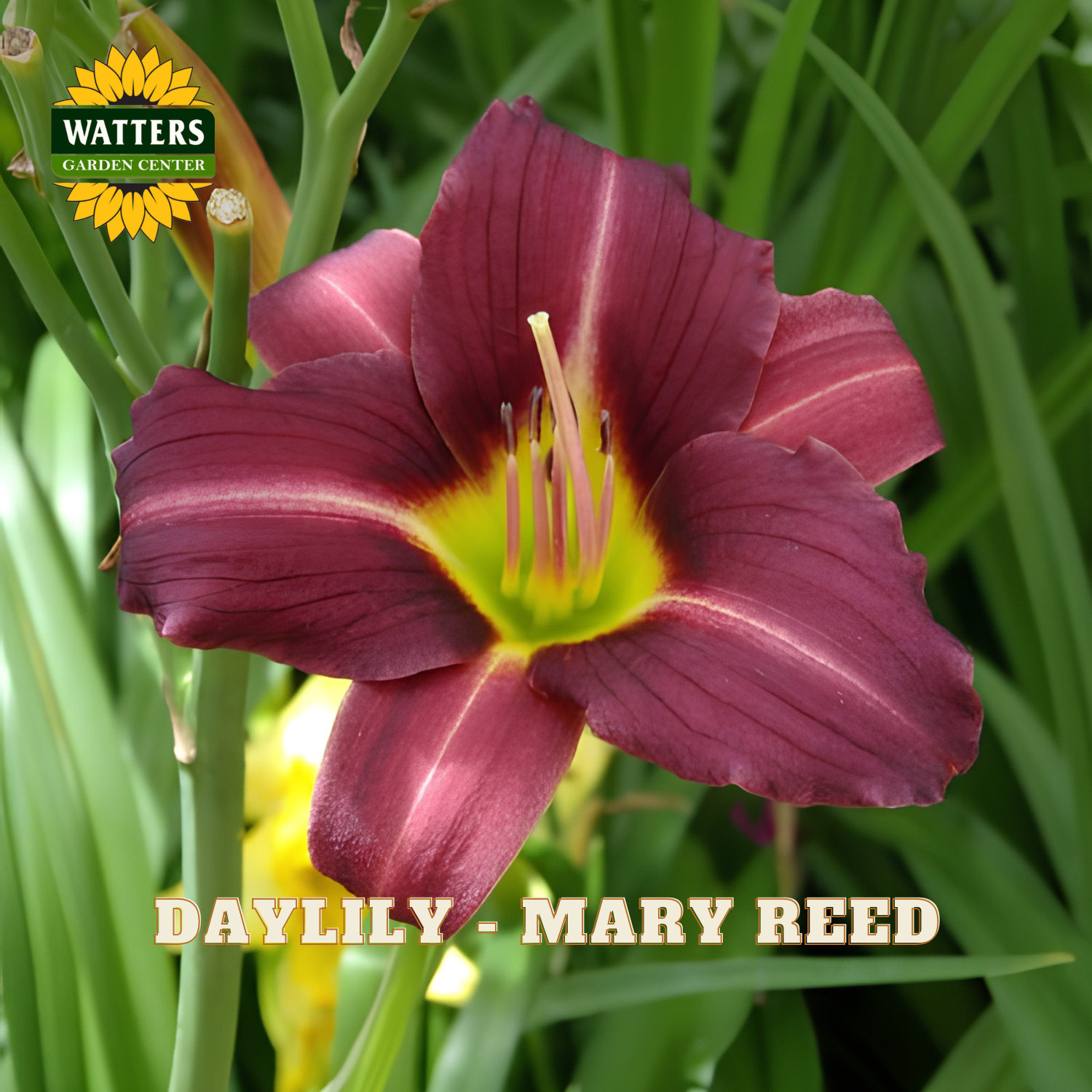 Purple daylily flower with green leaves and Watters Garden Center logo.