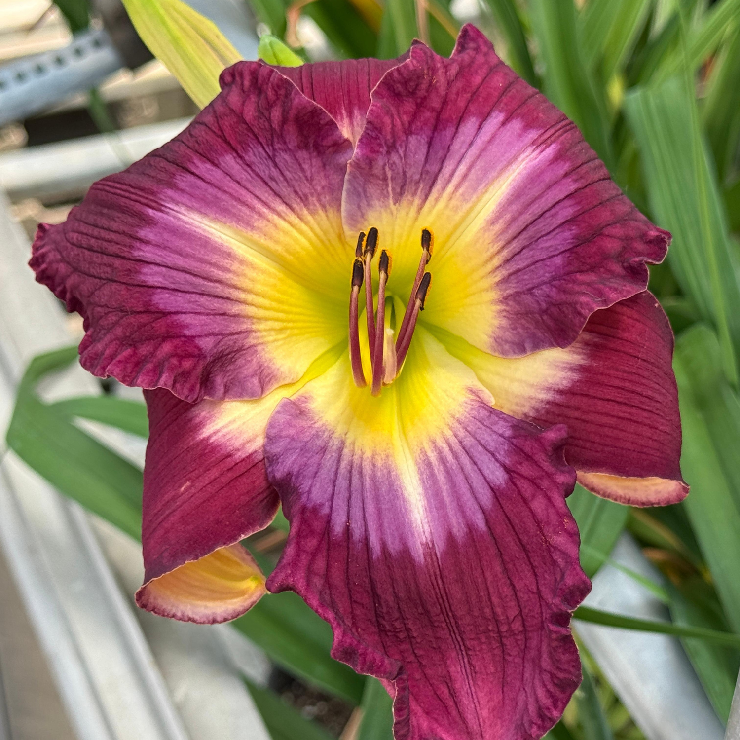 Close-up of a purple and yellow daylily flower with green leaves in the background.