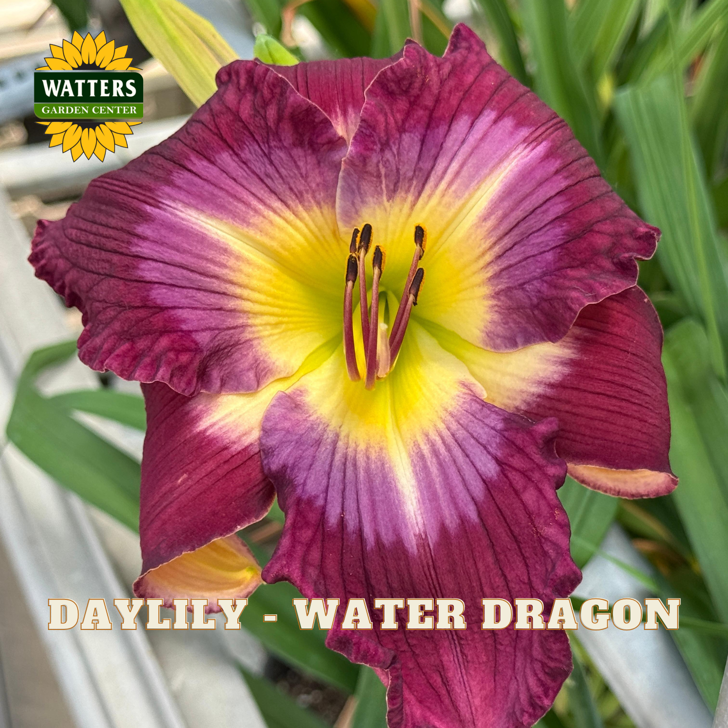 Purple and yellow daylily flower with 'Watters Garden Center' logo.