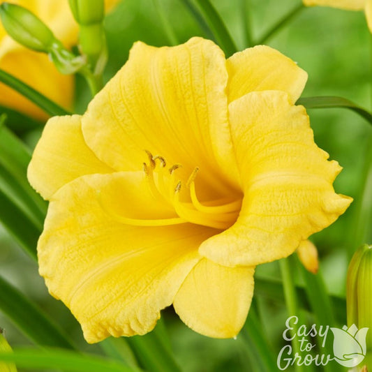 Daylily - Stella De Oro