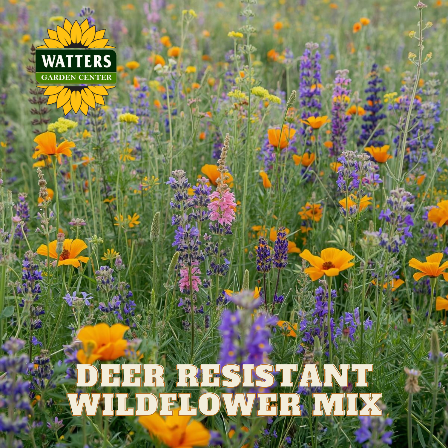 wildflower seeds deer resistant DEER RESISTANT WILDFLOWER MIX – Watters Garden Center