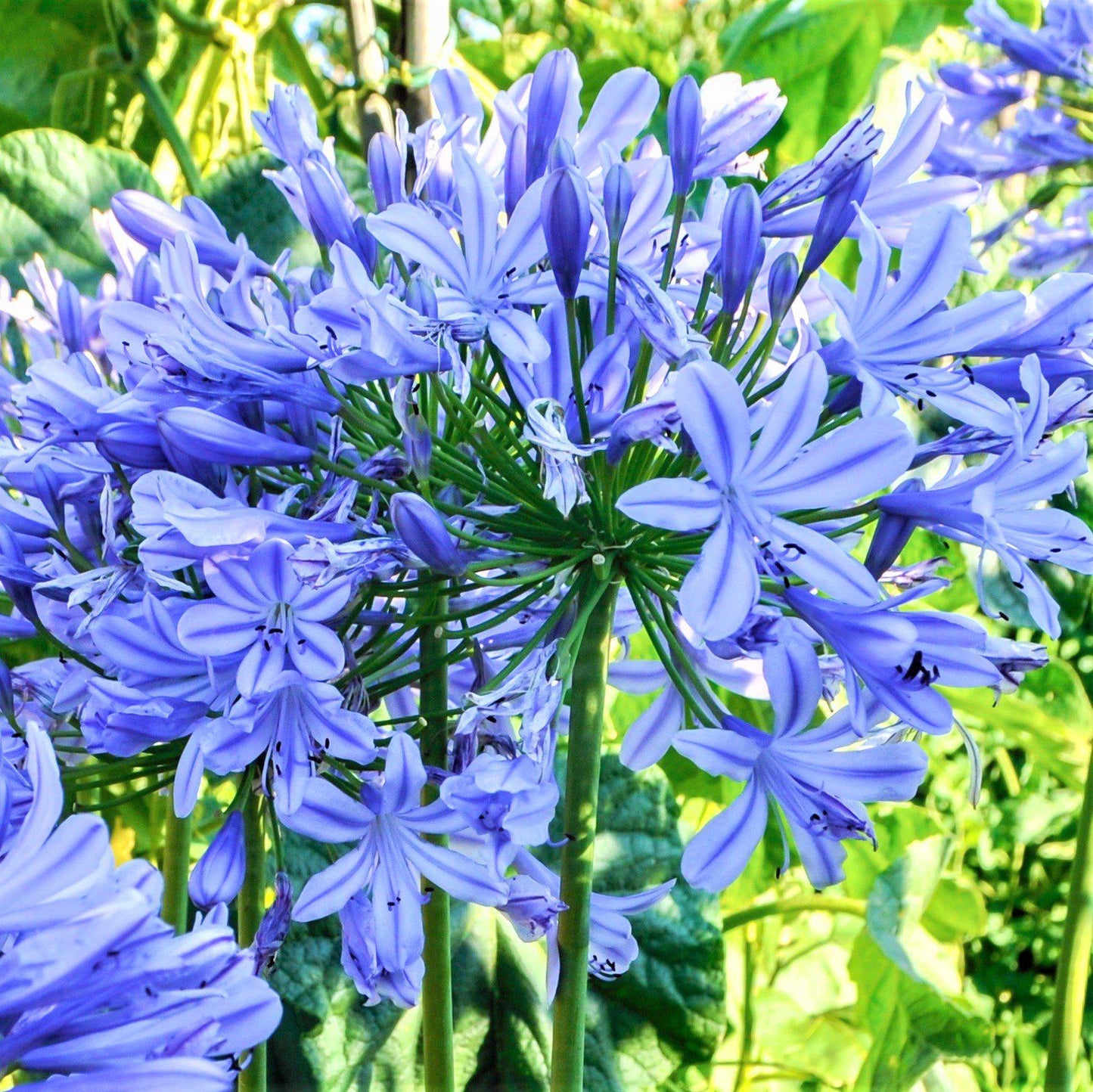 Agapanthus - Delft Blue (Lily of the Nile)