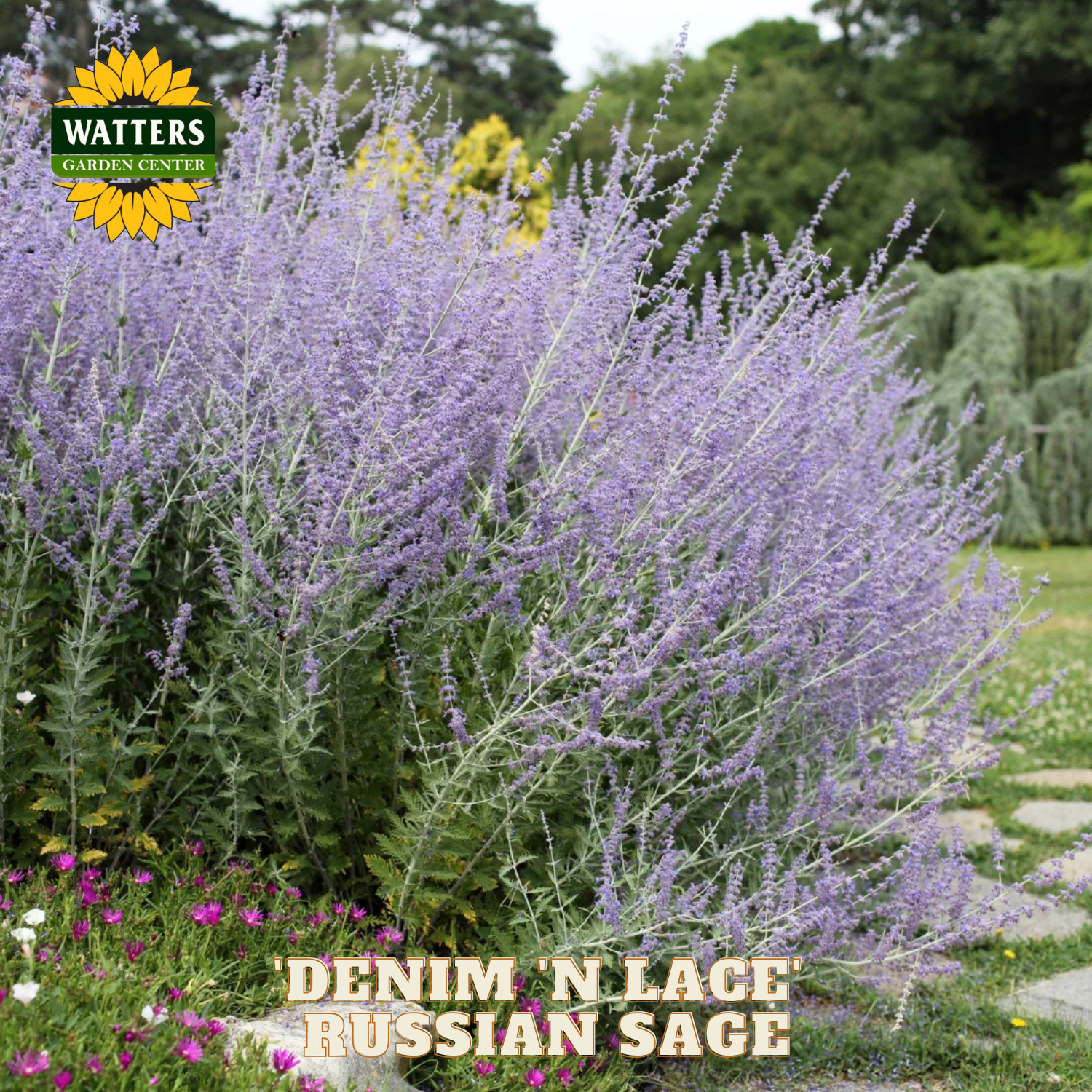 Purple Russian sage plant with Watters Garden Center branding in a garden setting.