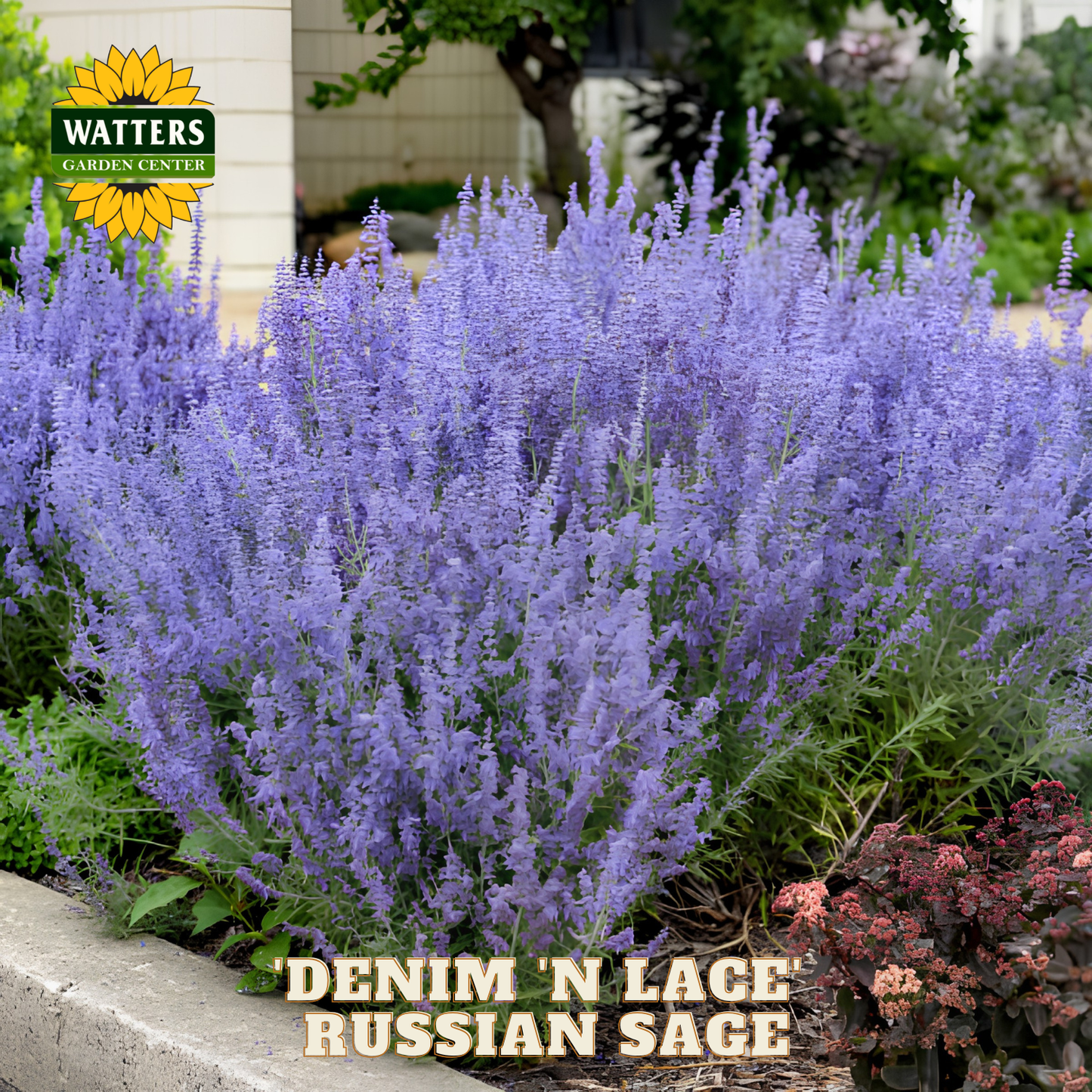 Purple Russian sage plants with 'Watters Garden Center' logo and 'Denim 'N Lace Russian Sage' text.