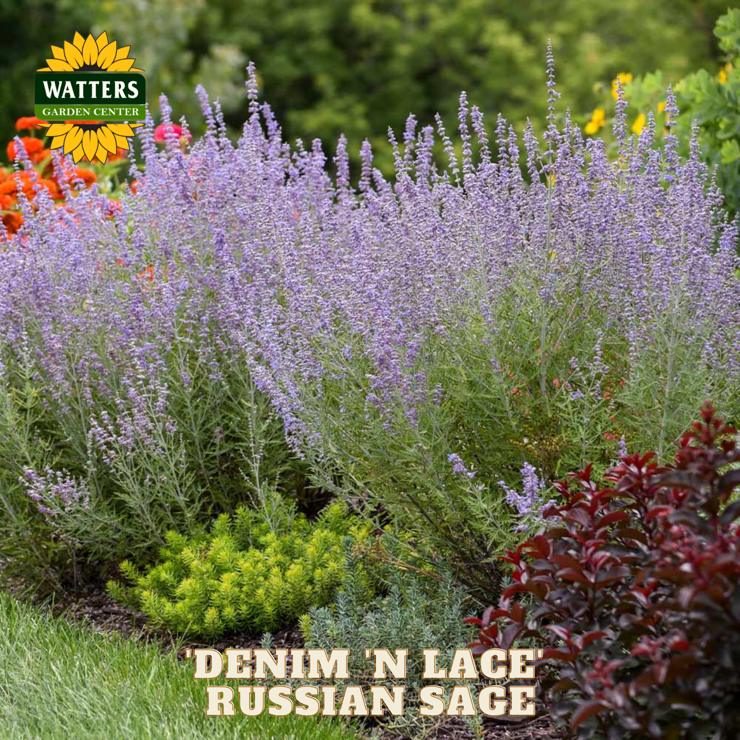 Garden scene with 'Denim 'N Lace Russian Sage' and Watters Garden Center logo.