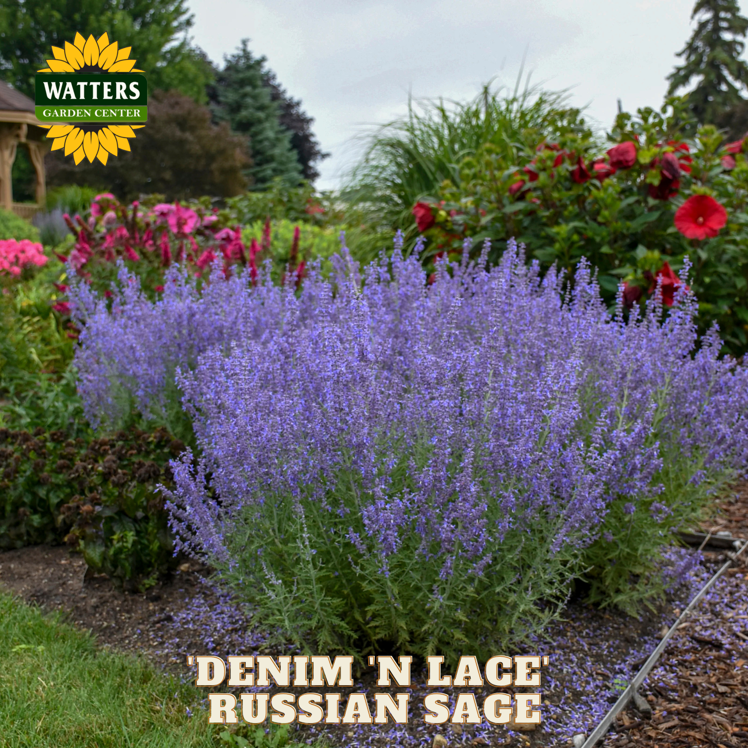 Purple 'Denim 'N Lace' Russian Sage plant in a garden setting with Watters Garden Center branding.