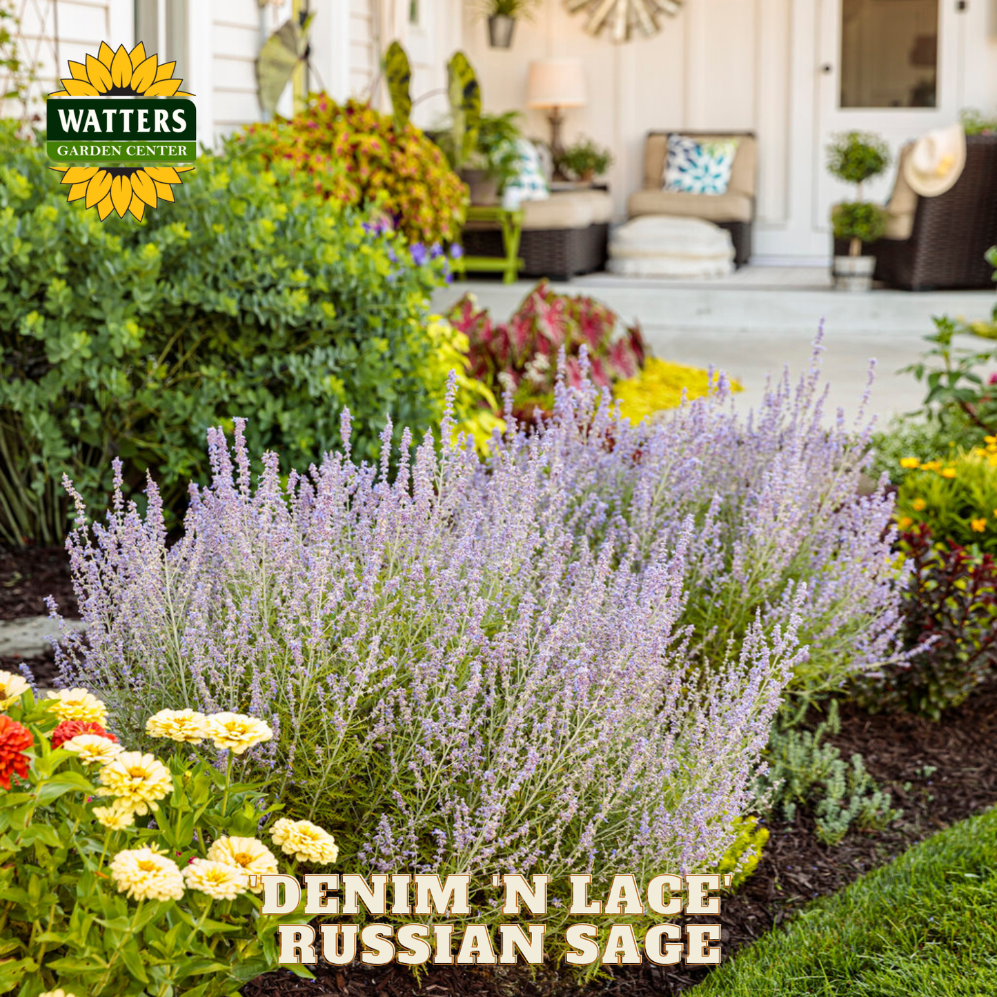 Garden scene with 'Denim N Lace Russian Sage' and Watters Garden Center branding.