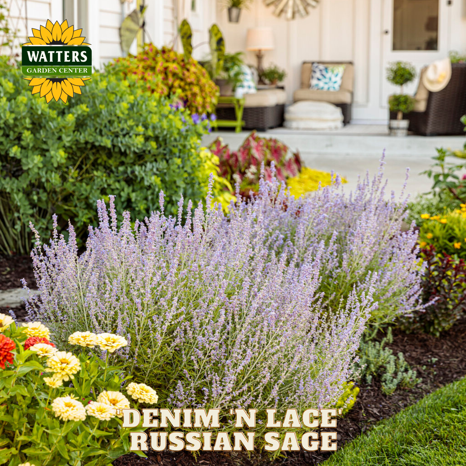 Garden scene with 'Denim N Lace Russian Sage' and Watters Garden Center branding.