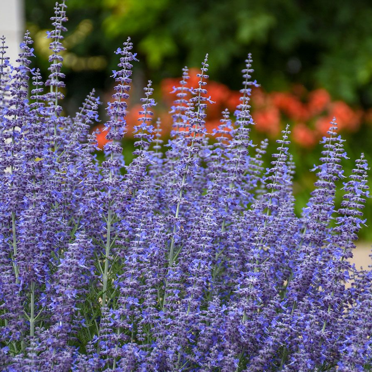 Purple flowers with a blurred background of greenery and orange flowers.