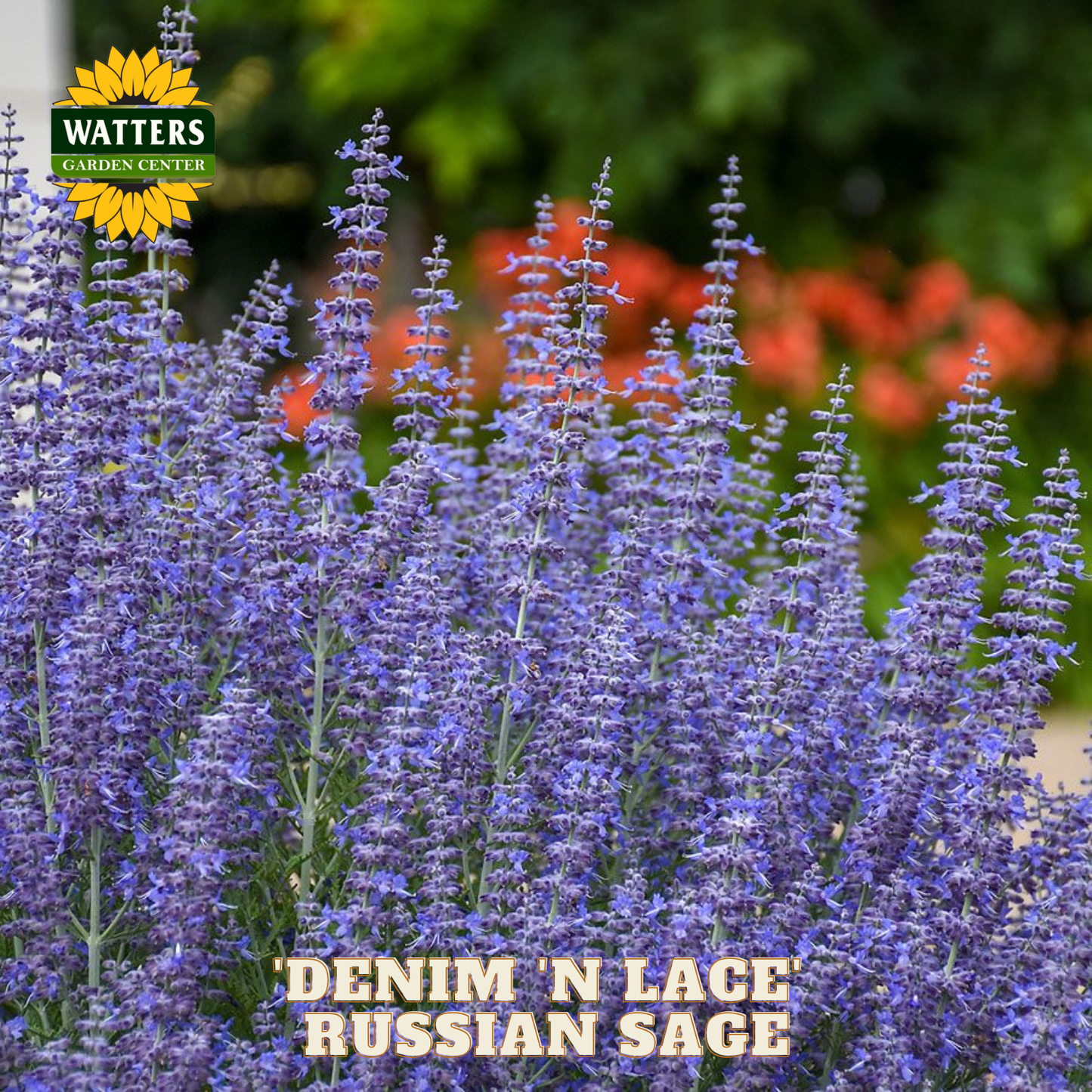Purple Russian sage flowers with Watters Garden Center logo in the corner.