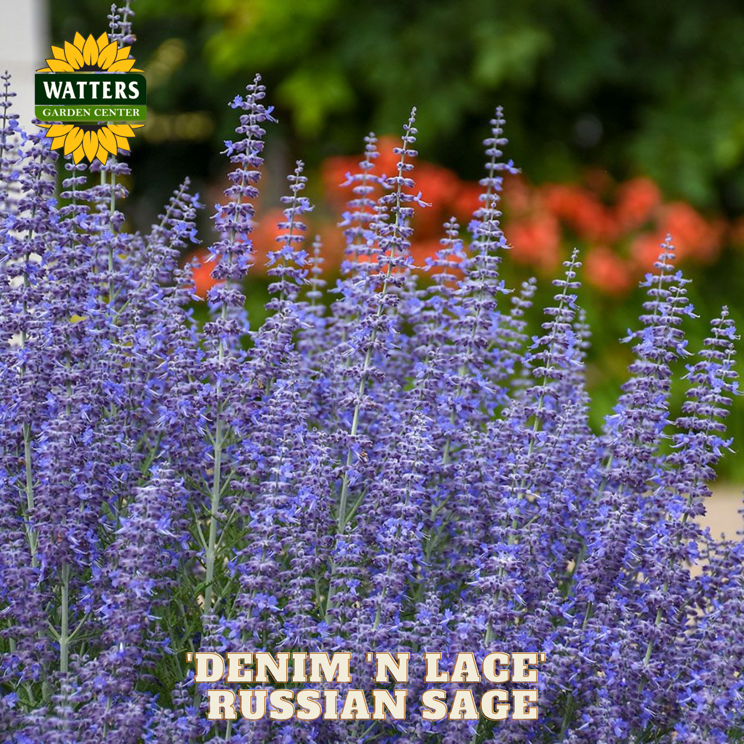 Purple Russian sage flowers with Watters Garden Center logo in the corner.