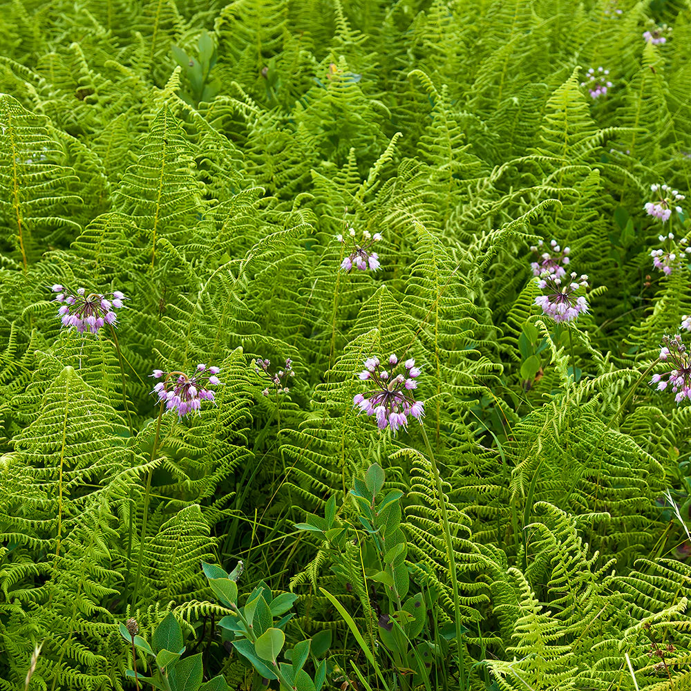 Hayscented Fern (Dennstaedtia 'Hayscented') - 1 gallon