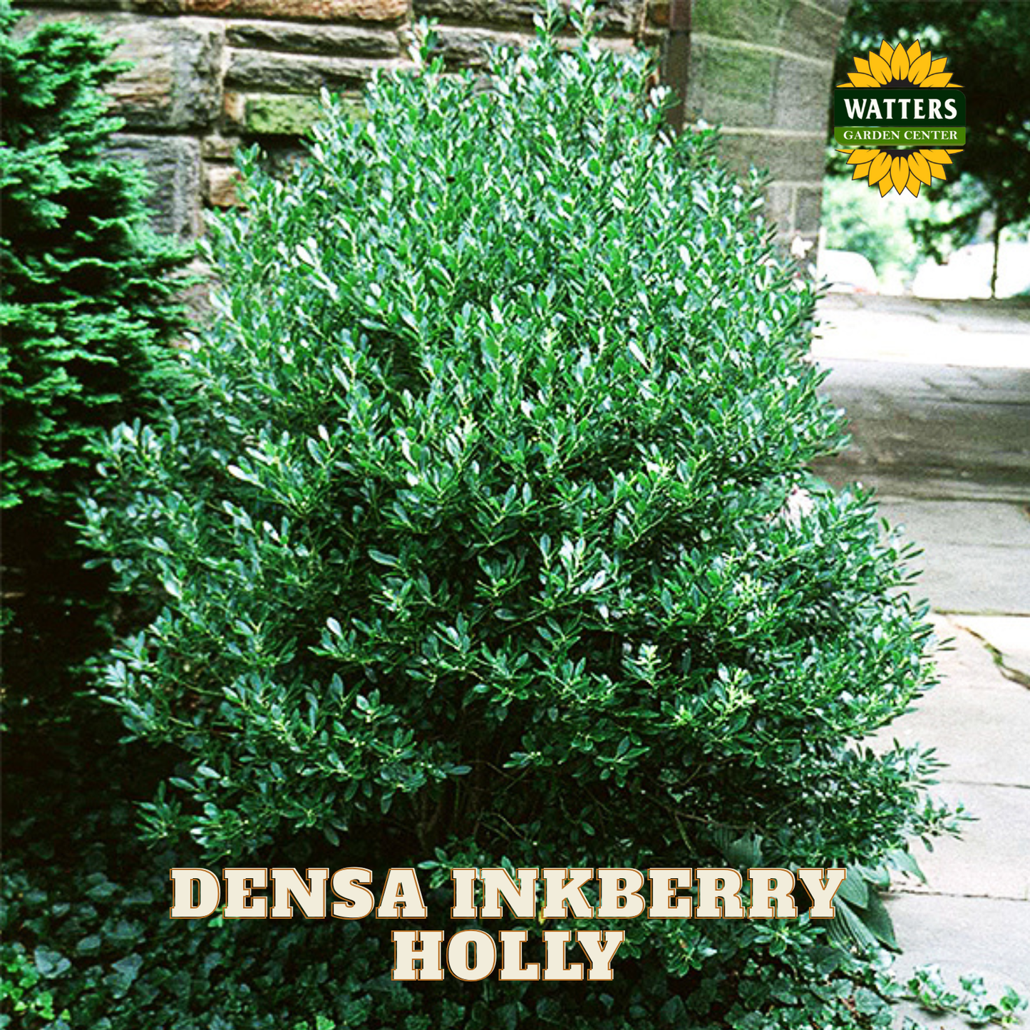 Densa Inkberry Holly (ILEX GLABRA DENSA) - 3 gallon 15"