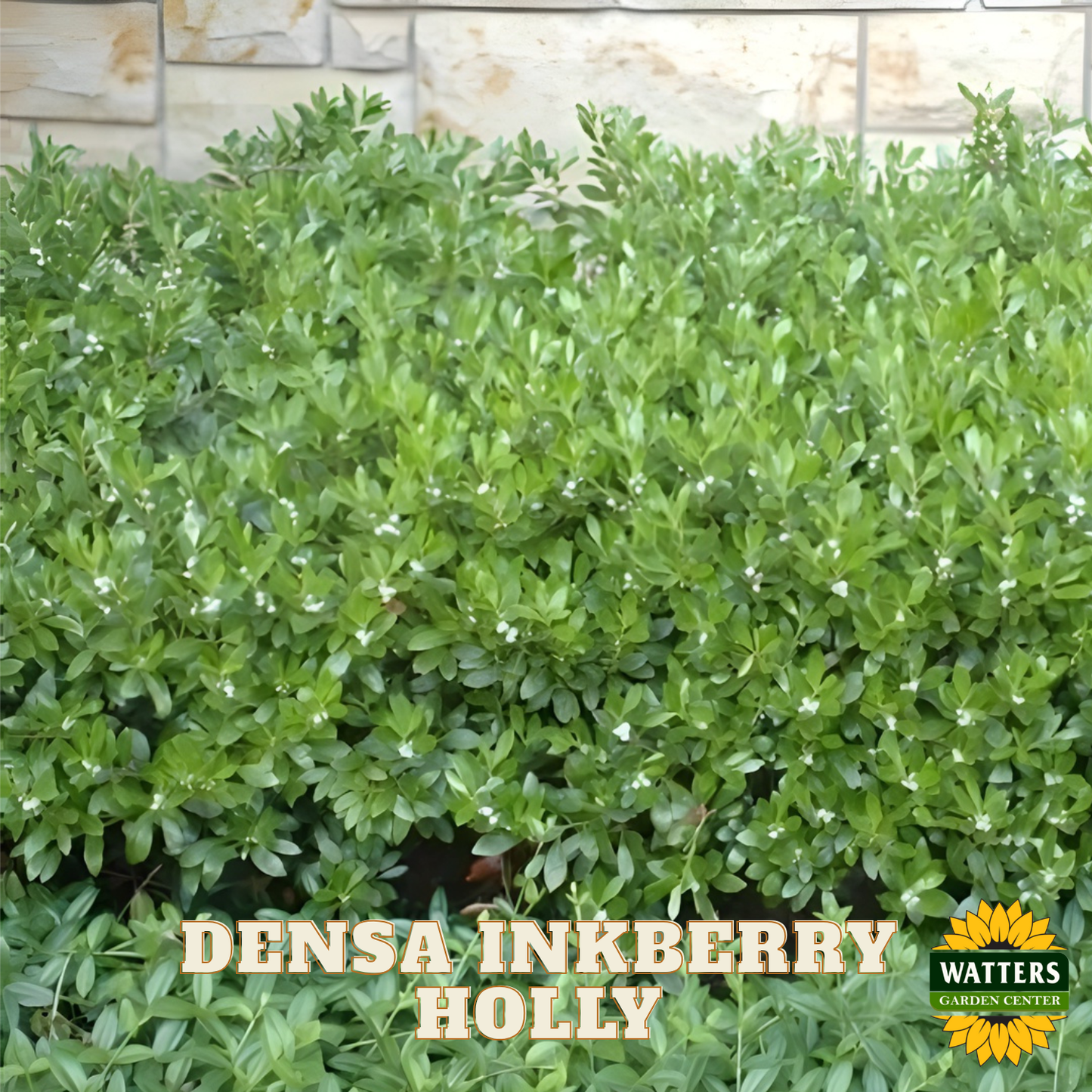 Densa Inkberry Holly (ILEX GLABRA DENSA) - 3 gallon 15"