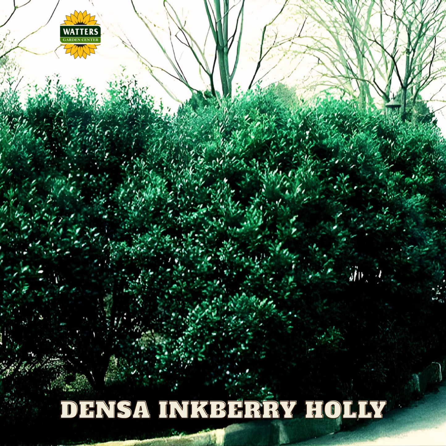 Densa Inkberry Holly (ILEX GLABRA DENSA) - 3 gallon 15"