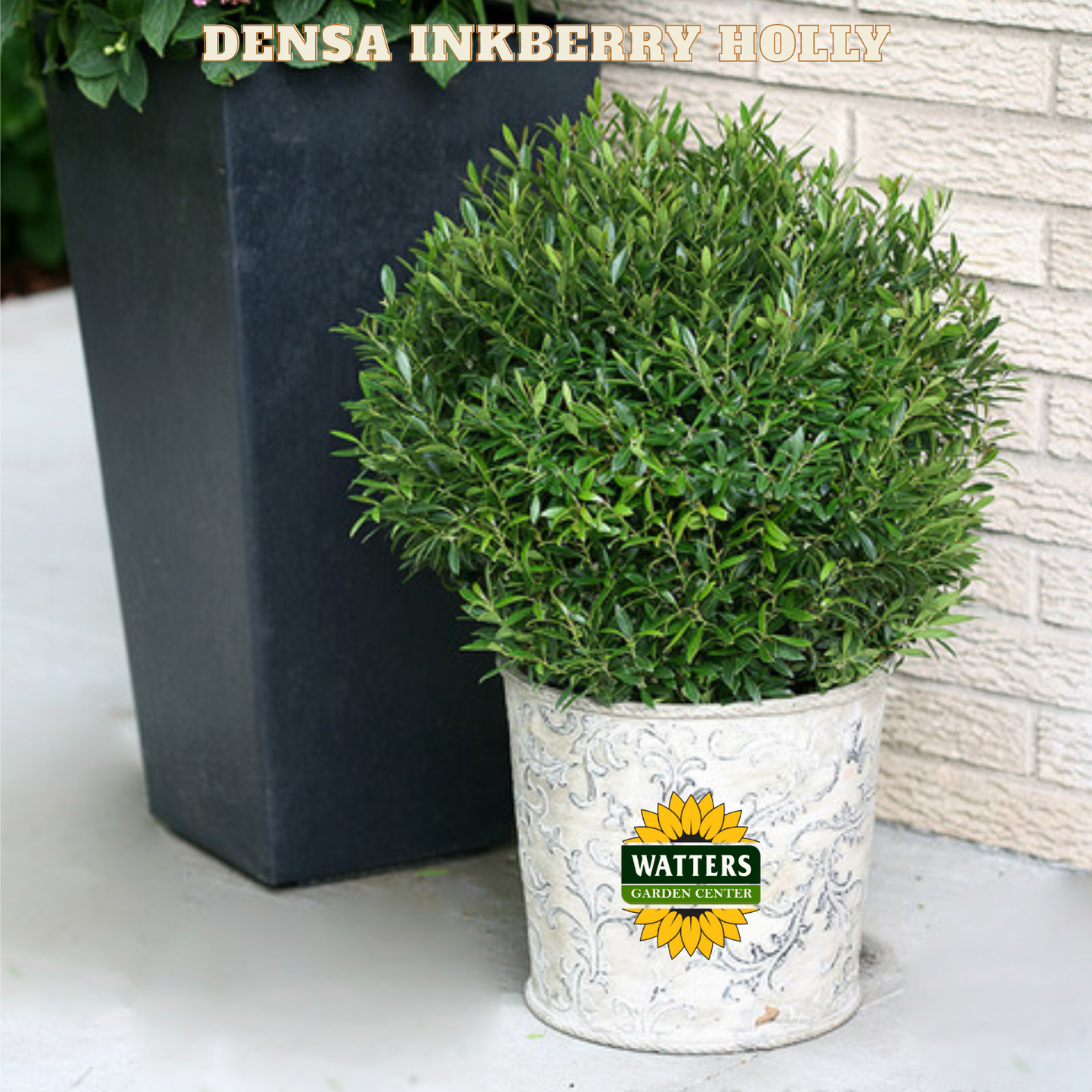 Densa Inkberry Holly (ILEX GLABRA DENSA) - 3 gallon 15"