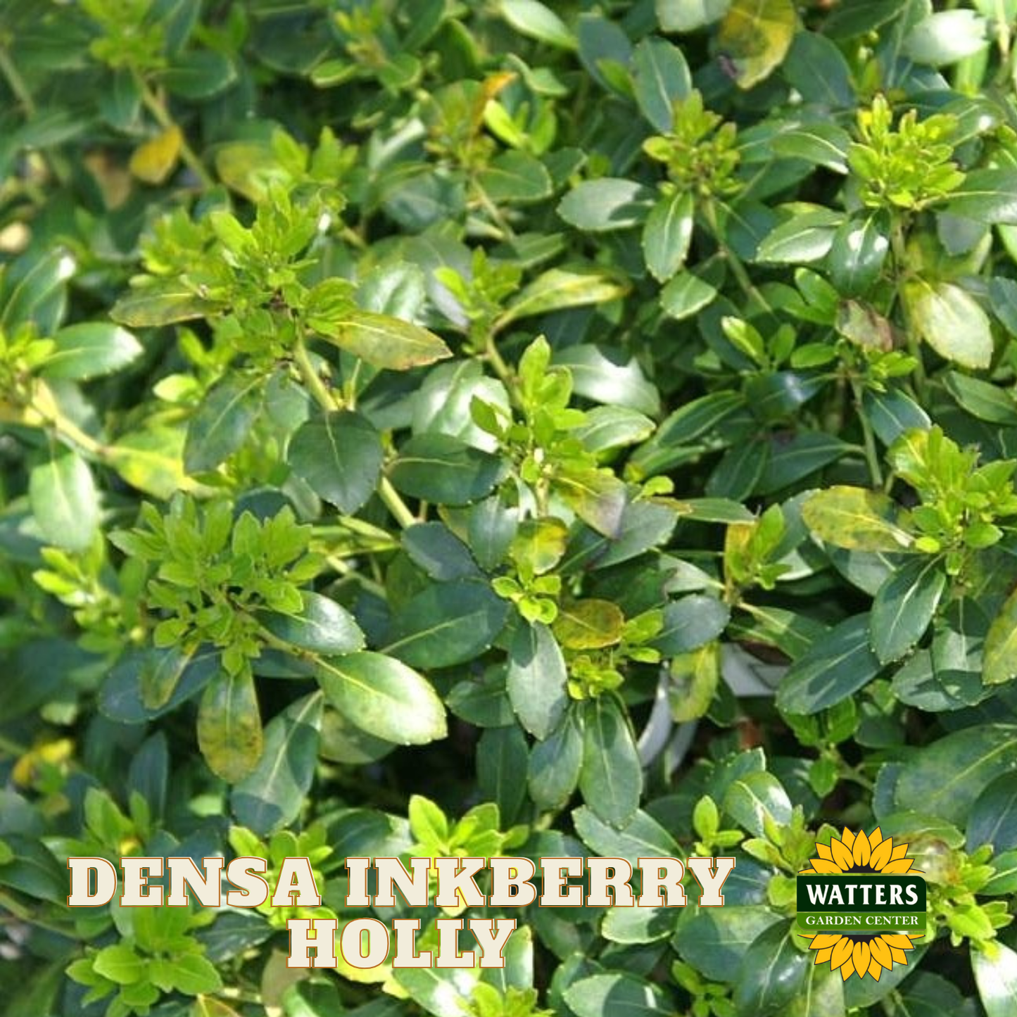 Densa Inkberry Holly (ILEX GLABRA DENSA) - 3 gallon 15"