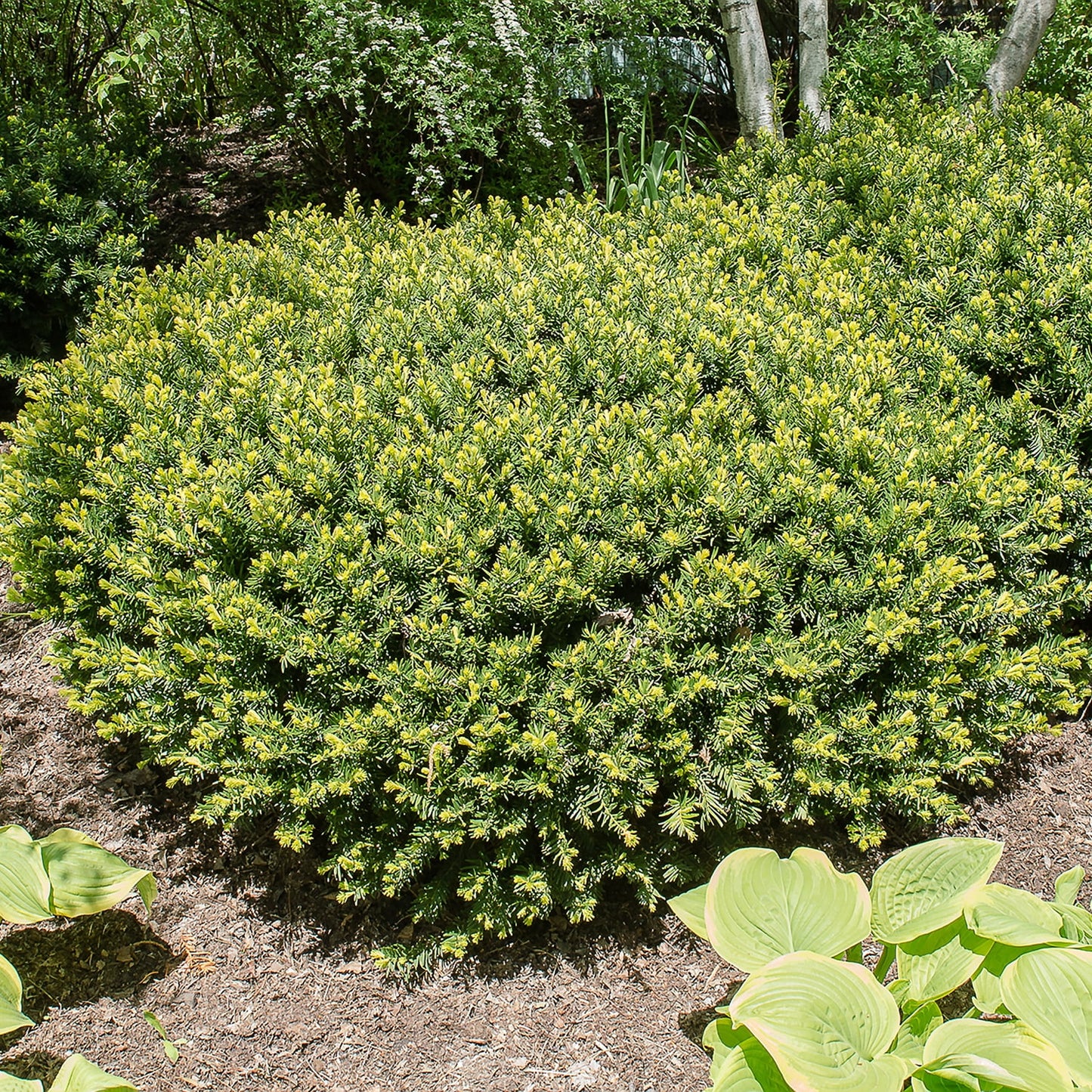 EMERALD SPREADER YEW 2gal