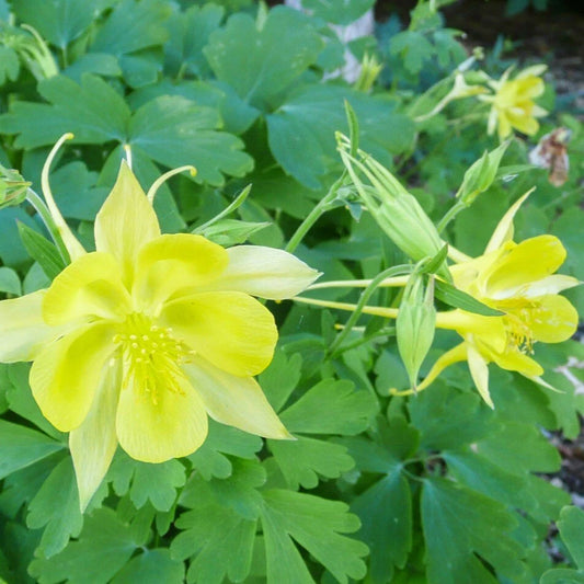 DENVER GOLD COLUMBINE 1gal