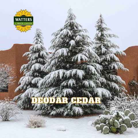 Snow-covered Deodar Cedar trees with Watters Garden Center logo in the background.
