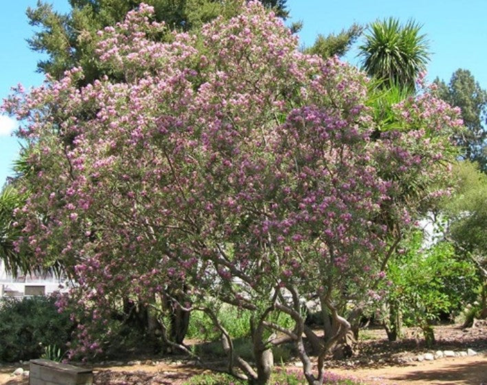 BUBBA DESERT WILLOW 5gal