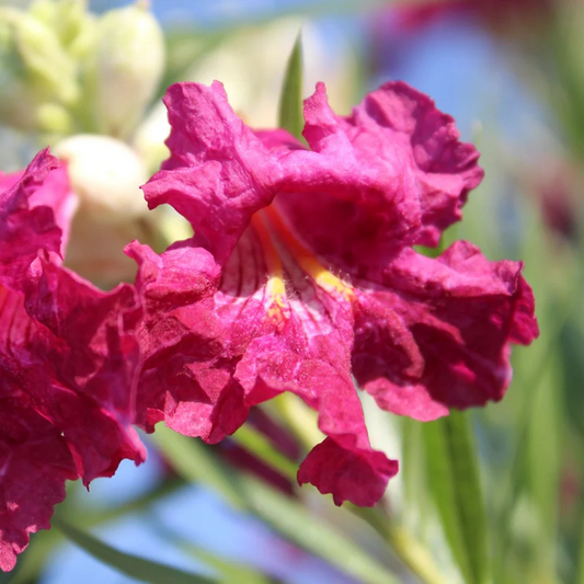 RIO SALADO DESERT WILLOW 15gal