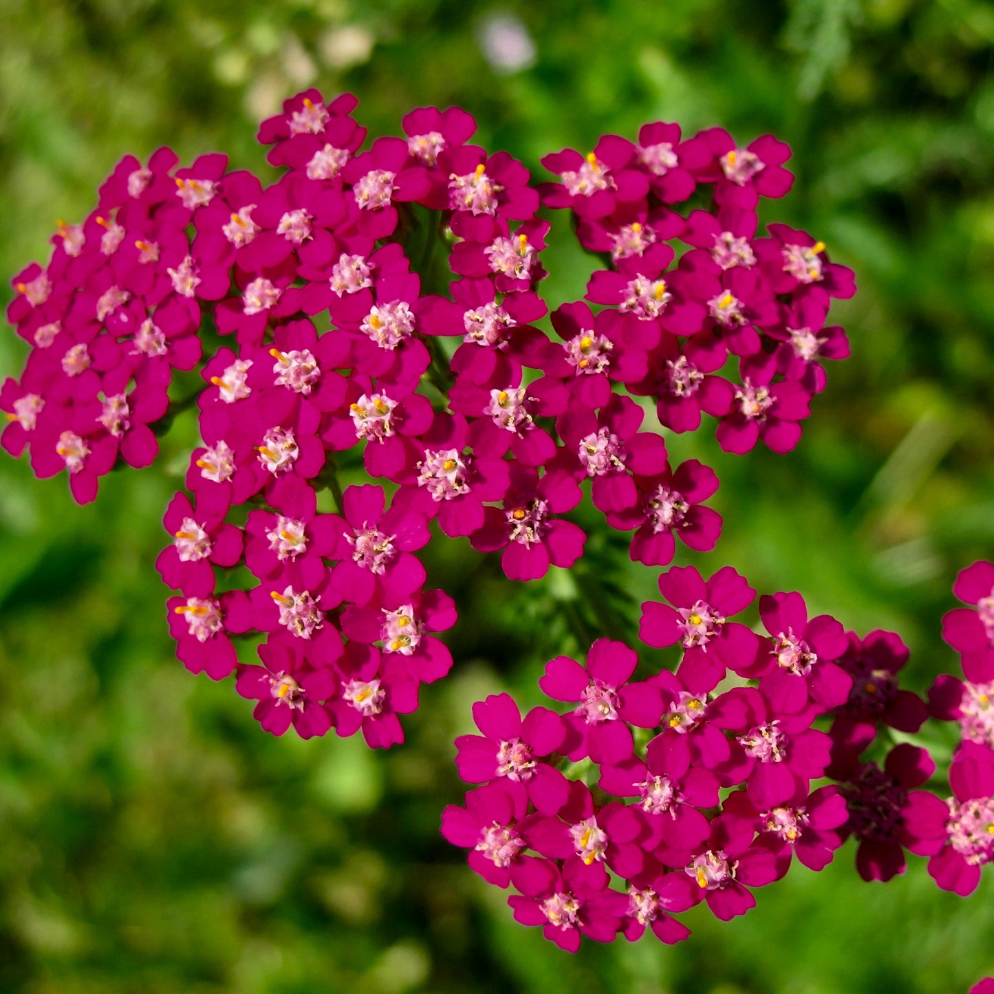 DESERT EVE ROSE YARROW 1gal