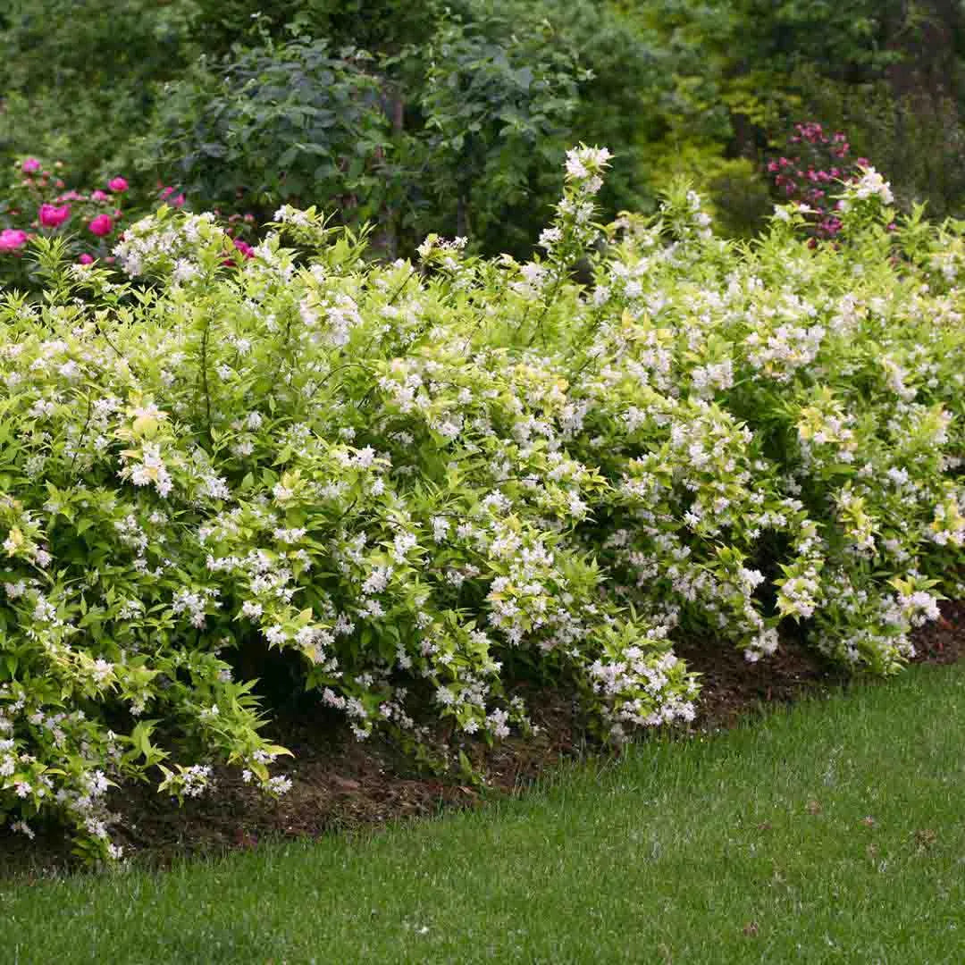 Chardonnay Pearls® Deutzia (Deutzia gracilis 'Chardonnay Pearls') - 2 gallon 10"