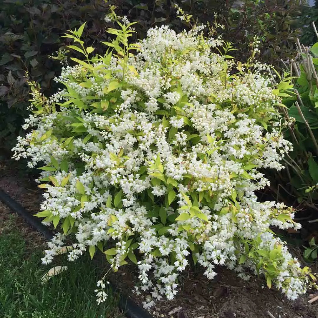 Chardonnay Pearls® Deutzia (Deutzia gracilis 'Chardonnay Pearls') - 2 gallon 10"