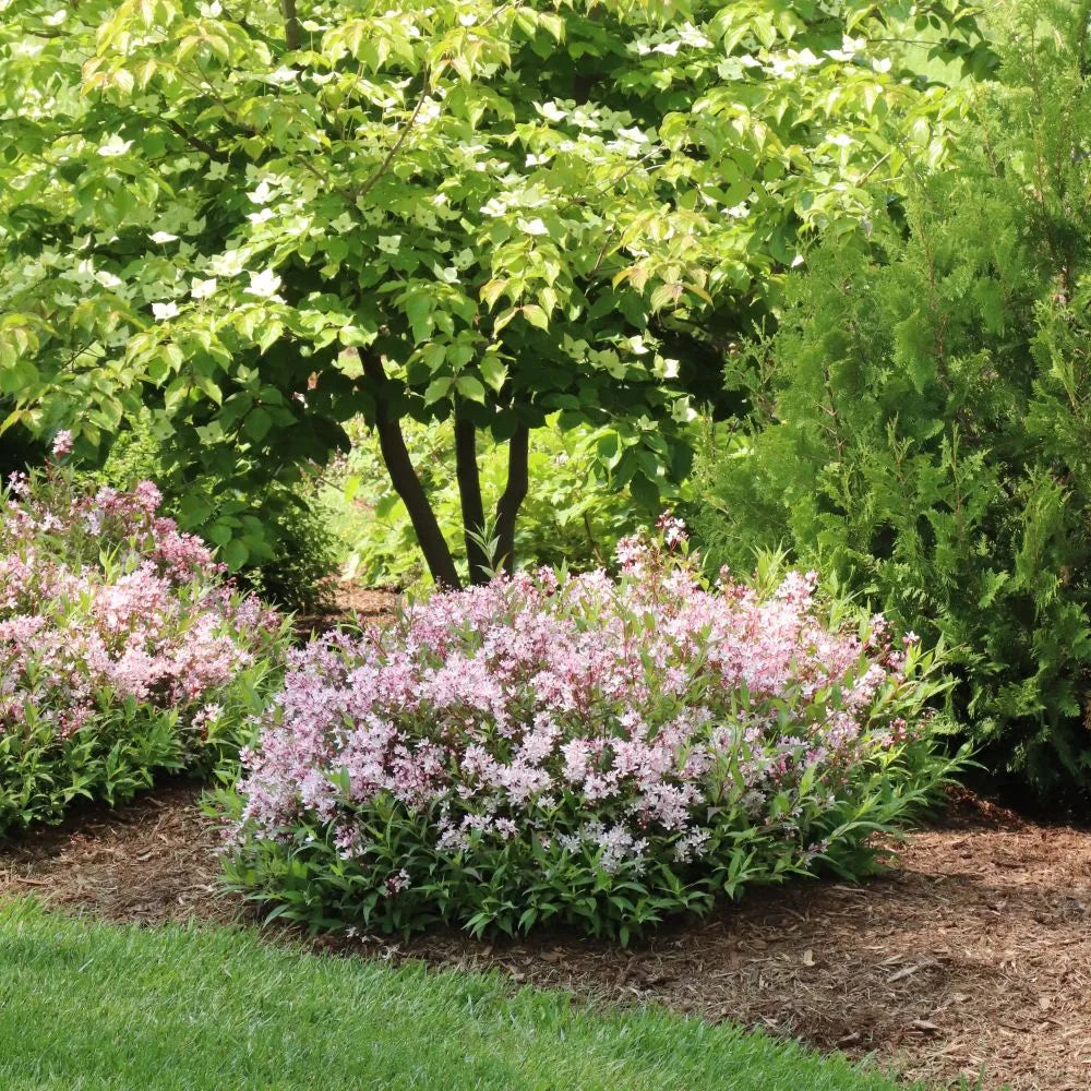 Yuki Cherry Blossom® Deutzia (Deutzia yuki 'Cherry Blossom') - 2 gallon 12"