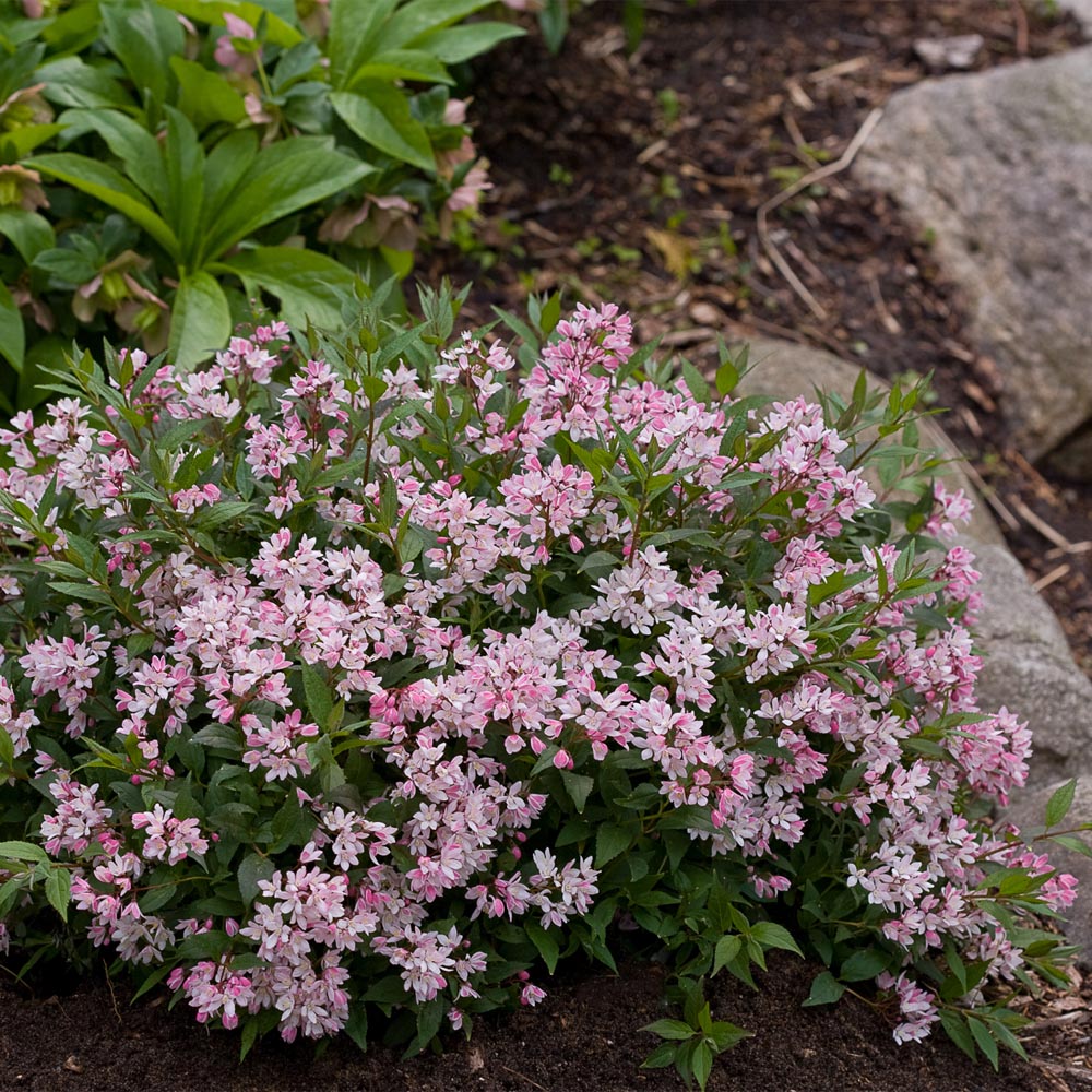 Yuki Cherry Blossom® Deutzia (Deutzia yuki 'Cherry Blossom') - 2 gallon 12"