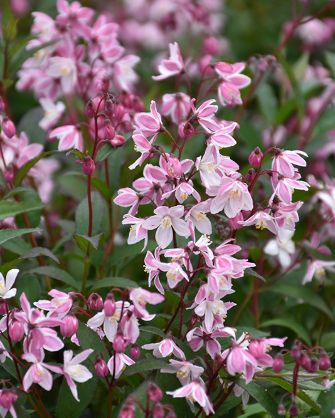 Yuki Cherry Blossom® Deutzia (Deutzia yuki 'Cherry Blossom') - 2 gallon 12"