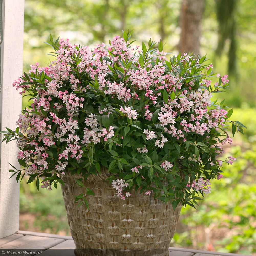 Yuki Cherry Blossom® Deutzia (Deutzia yuki 'Cherry Blossom') - 2 gallon 12"