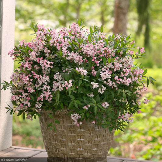 Yuki Cherry Blossom® Deutzia (Deutzia yuki 'Cherry Blossom') - 2 gallon 12"