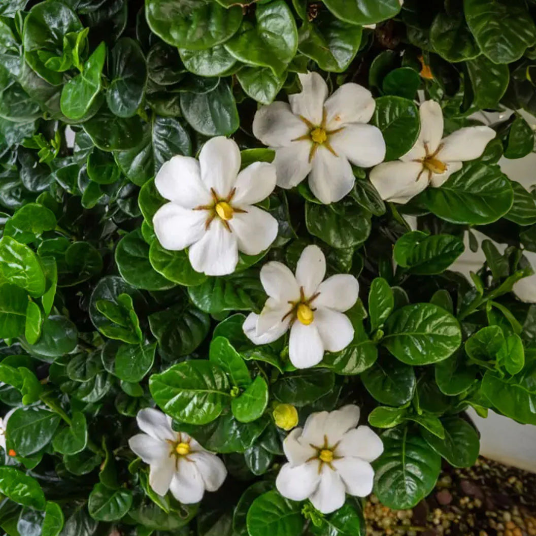 SWEET STAR GARDENIA 2gal