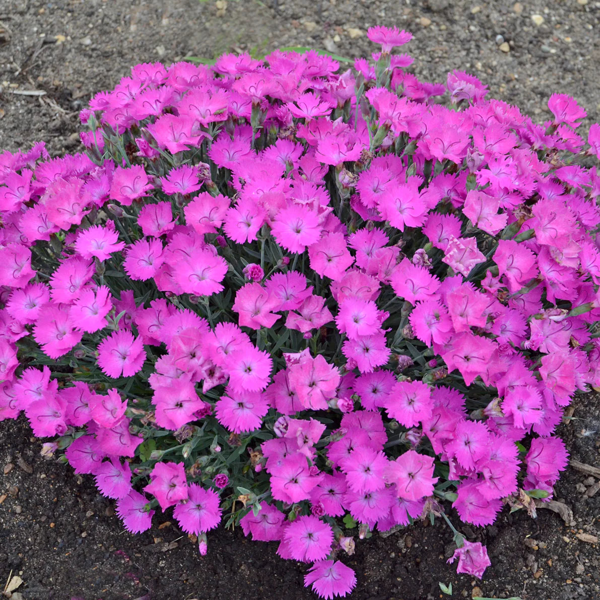 'Paint the Town Fuchsia' Pinks (DIANTHUS PAINT THE TOWN FUCHSIA) - 1 gallon