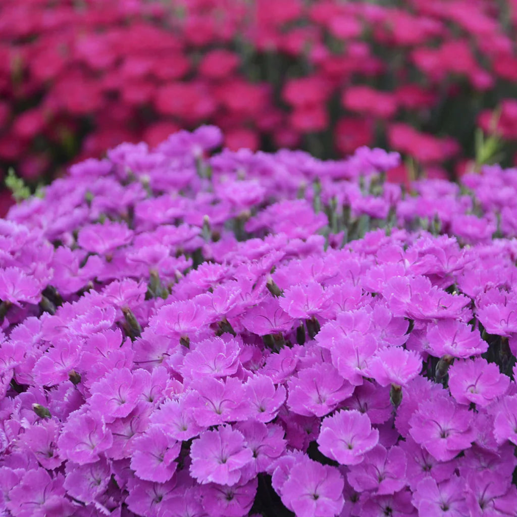 'Paint the Town Fuchsia' Pinks (DIANTHUS PAINT THE TOWN FUCHSIA) - 1 gallon