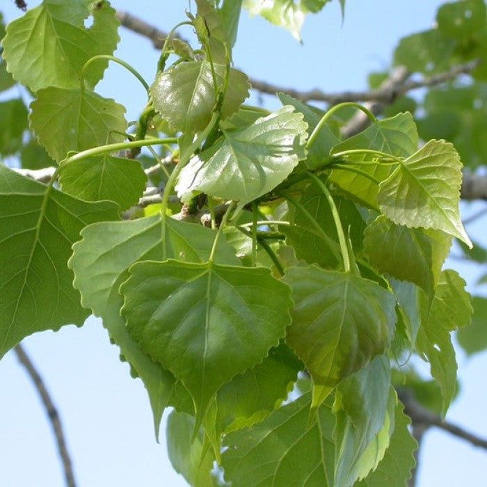 SIOUXLAND COTTONLESS POPLAR 10gal