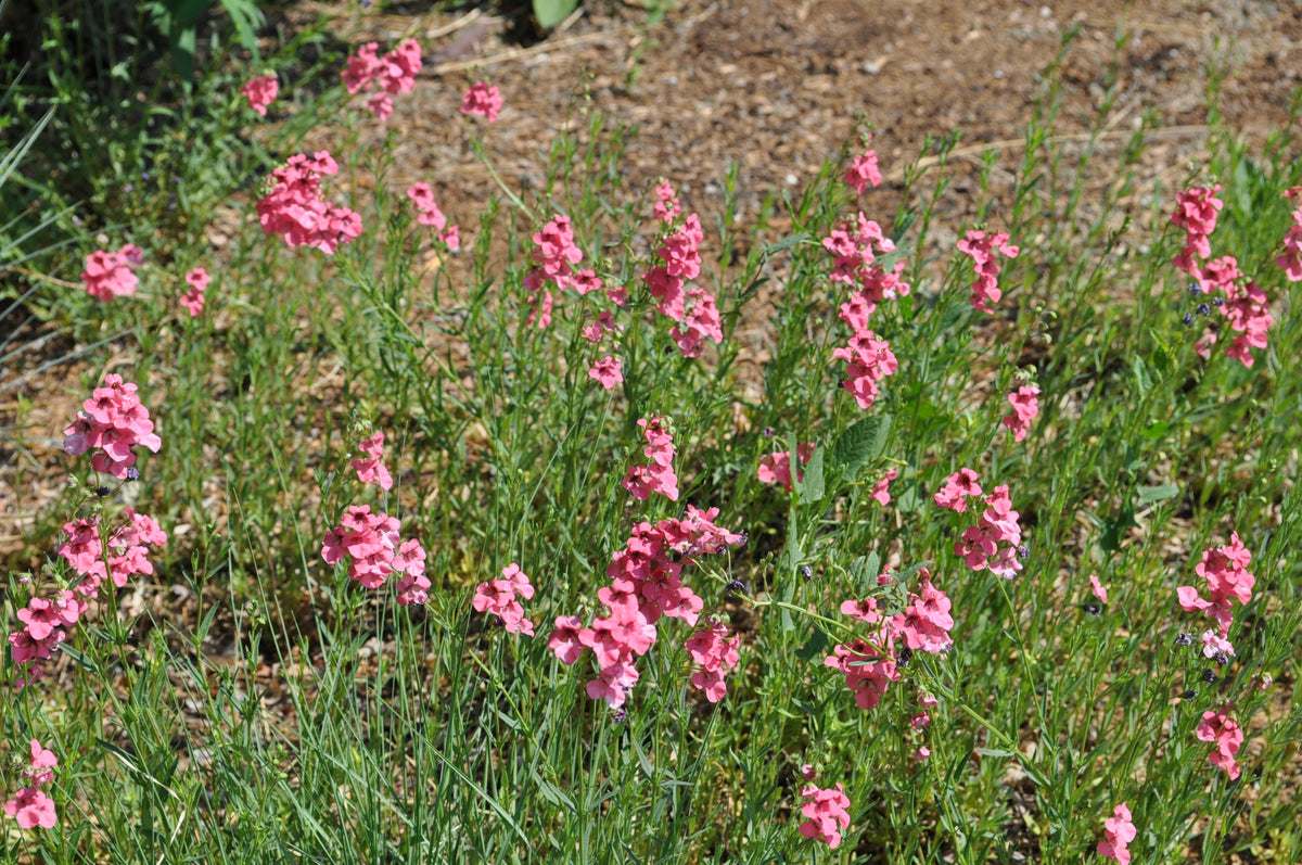 CORAL CANYON TWINSPUR 1gal