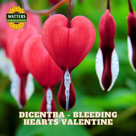 Heart-shaped red flowers with white accents, identified as Dicentra 'Bleeding Hearts Valentine', with Watters Garden Center branding.