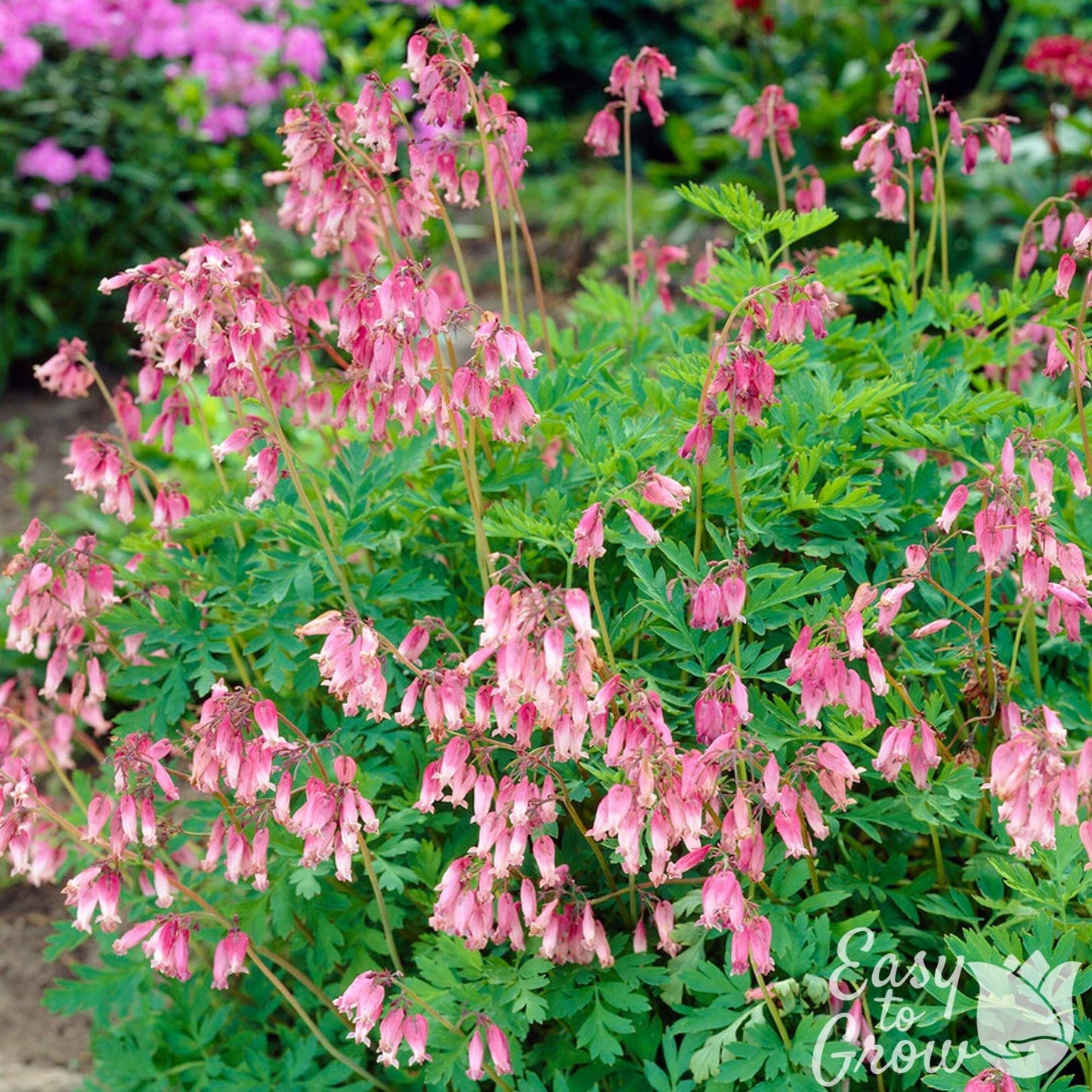 Dicentra - Bleeding Hearts Formosa