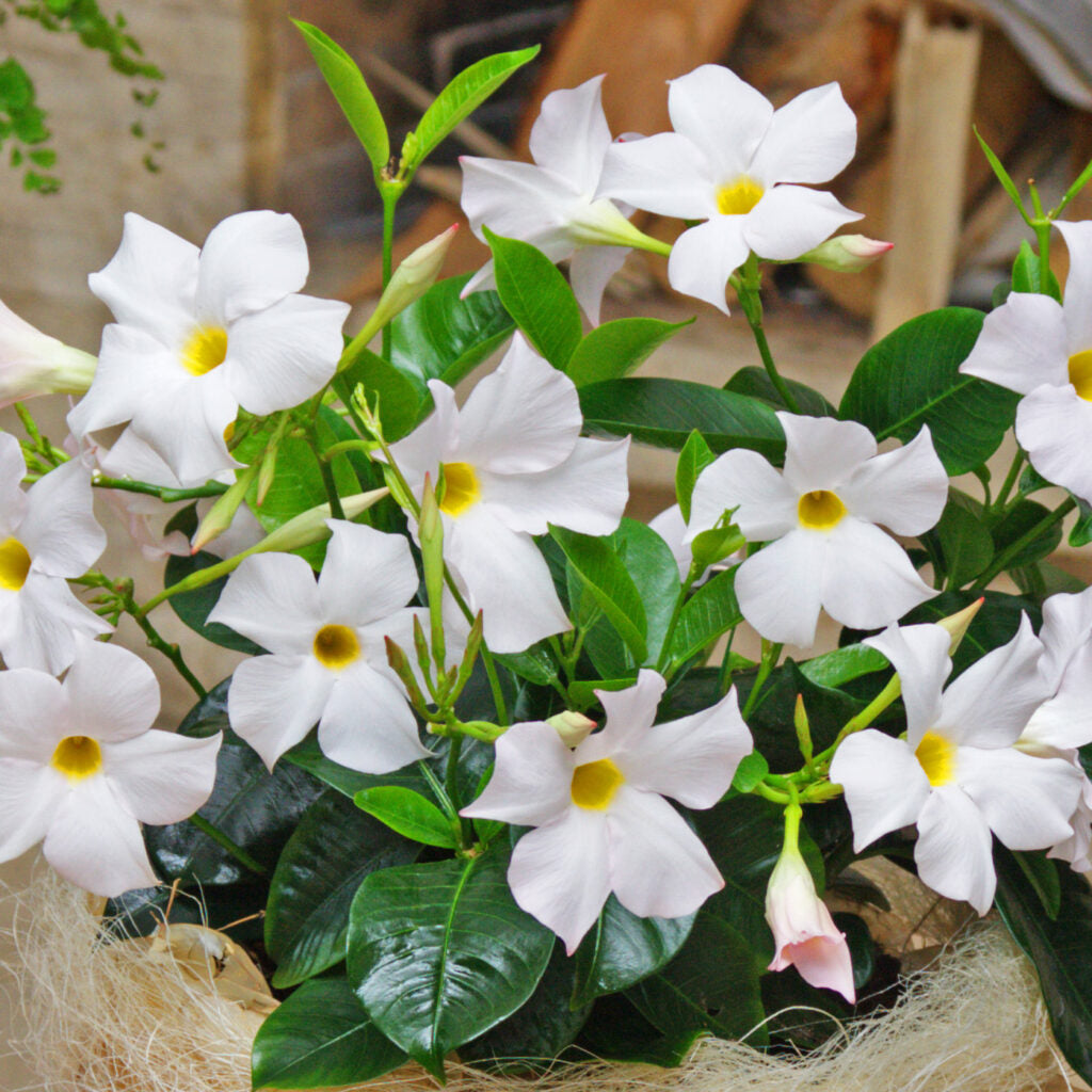 MADINIA WHITE MANDEVILLA LITTLE ONE